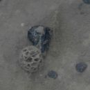 Image number 2 xeno2.JPG